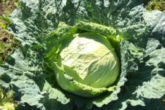 IMG_2841-1-380x220-1