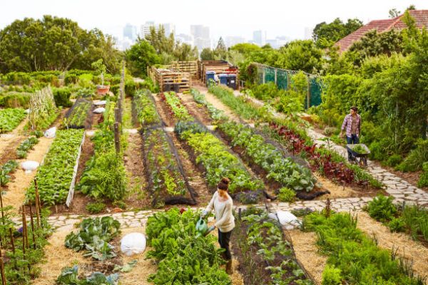 Shot of a mature couple working in their organic couple